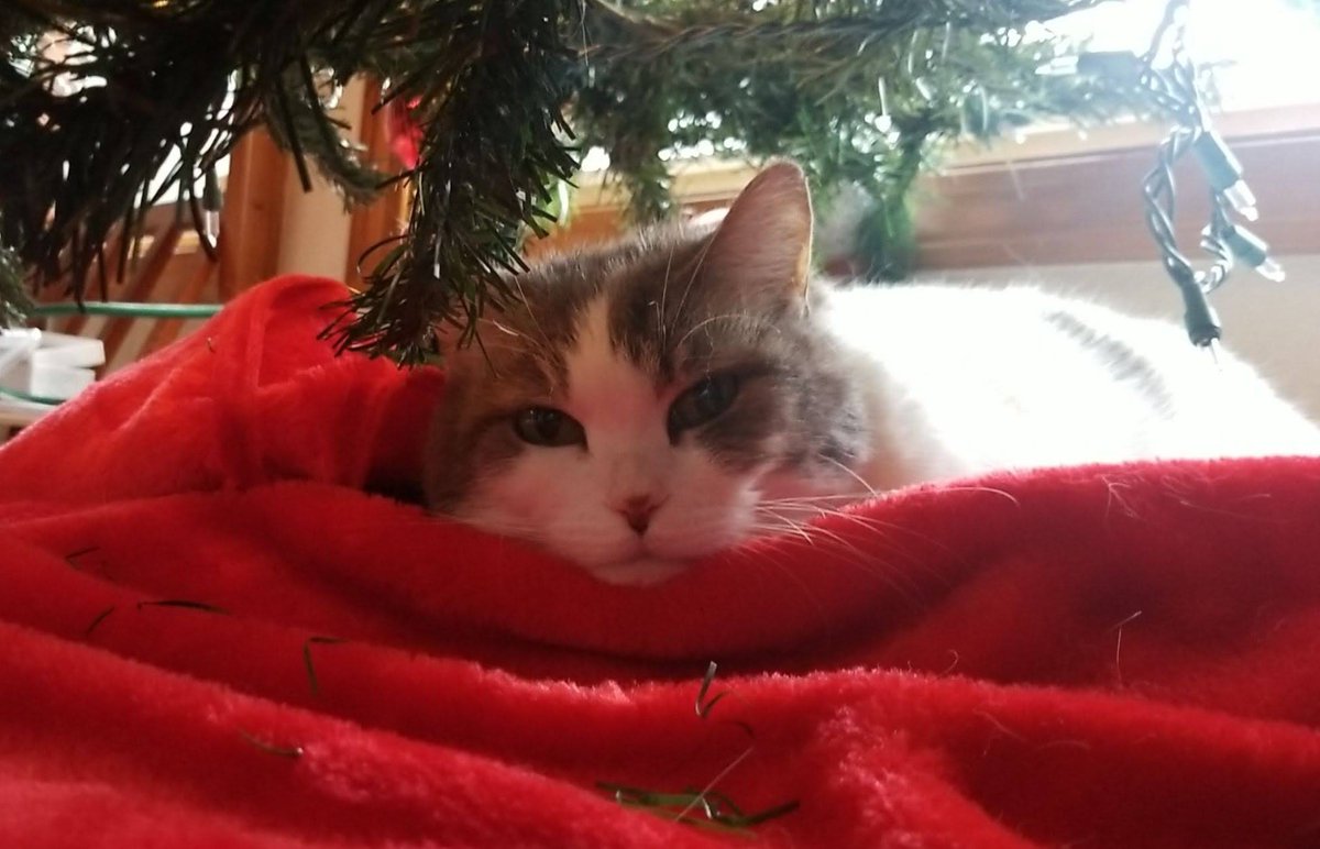 KittenSips's tweet photo. @blossumupdate ❤️❤️❤️ my first kitty I got 18 years ago.. she would stay under it day & night when she got too old to climb. they speak with their eyes, dont they? ❤️🩹 #ripbella https://t.co/3FGSVPKgjR
