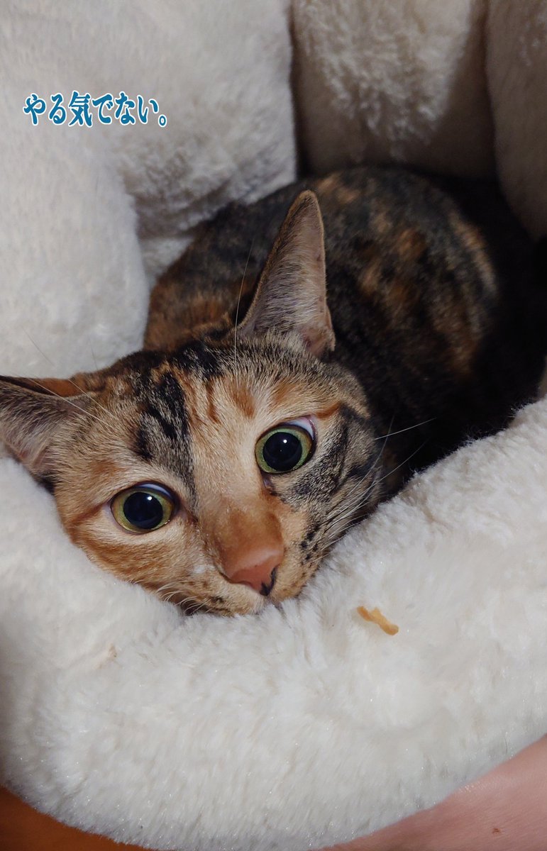 Fla_ky's tweet photo. #ねこ #ねこ宿 
寒くてやる気出ない https://t.co/eqGBCg4XCx