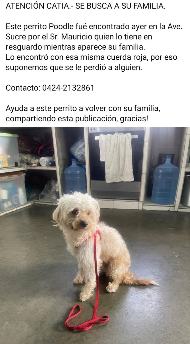PerroUsuario's tweet photo. EXTRAVIADO. Busca a su familia humana, Av. Sucre Catia Caracas https://t.co/VHMPFumOgO