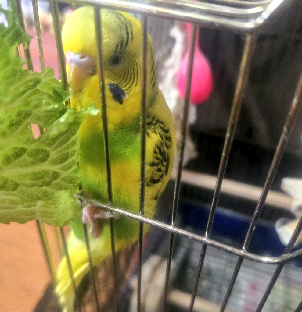 (*´༥`*)ｳﾏｳﾏ