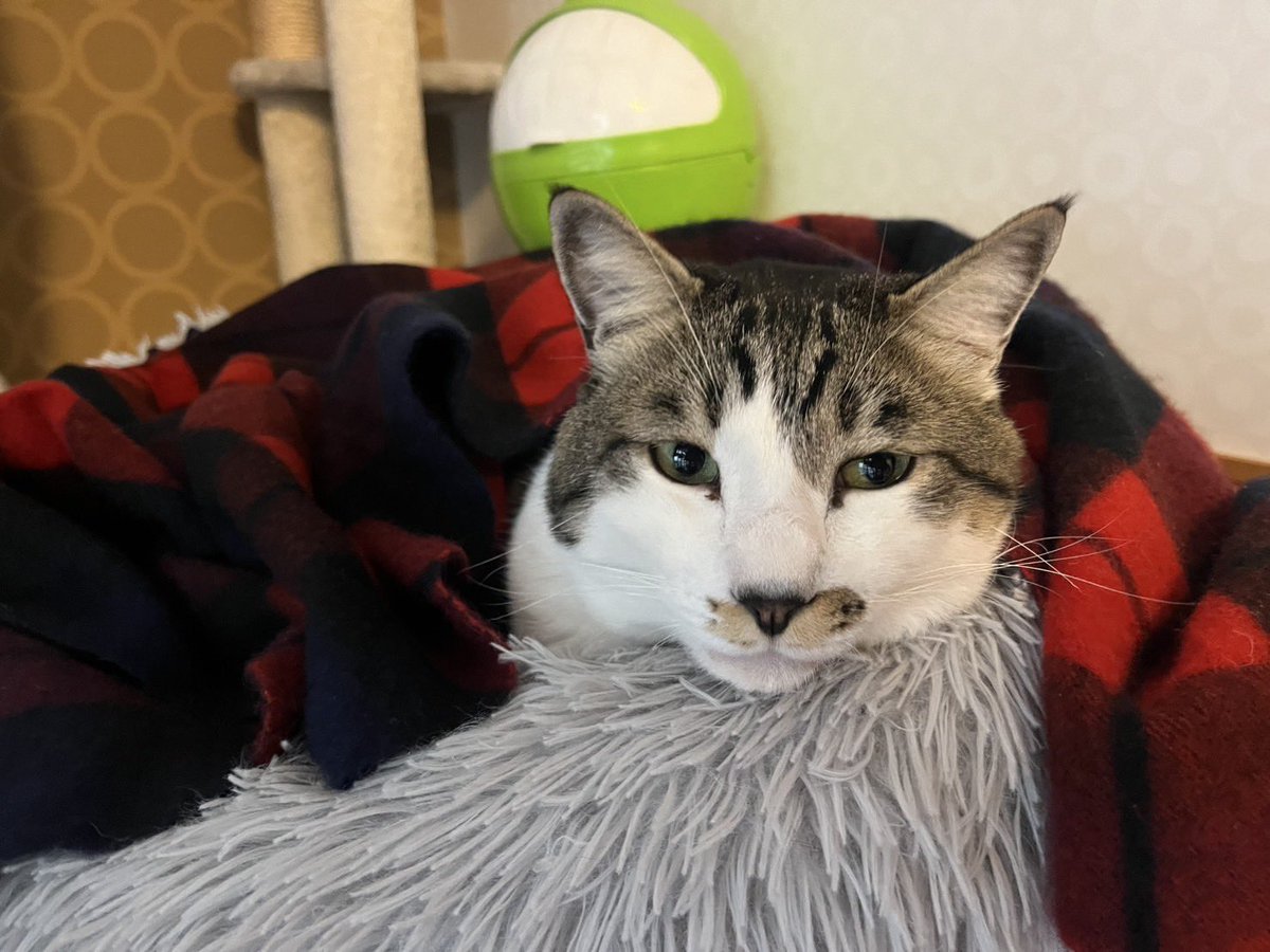Kix20Yo's tweet photo. 私のストール
クーたんの方が似合ってるね！
今日は娘がお休みで、この写真撮って送ってくれました。
クーたんの満足そうな顔が可愛い😍

#坊ちゃんズ
#ネコ
#ネコ好き https://t.co/8CI1qivgt7