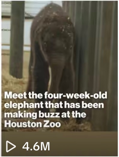 Soon the whole world will know about #Kirby 👀🐘

#KirbyKrew $KIRBY <a href="/houstonzoo/">Houston Zoo</a>
