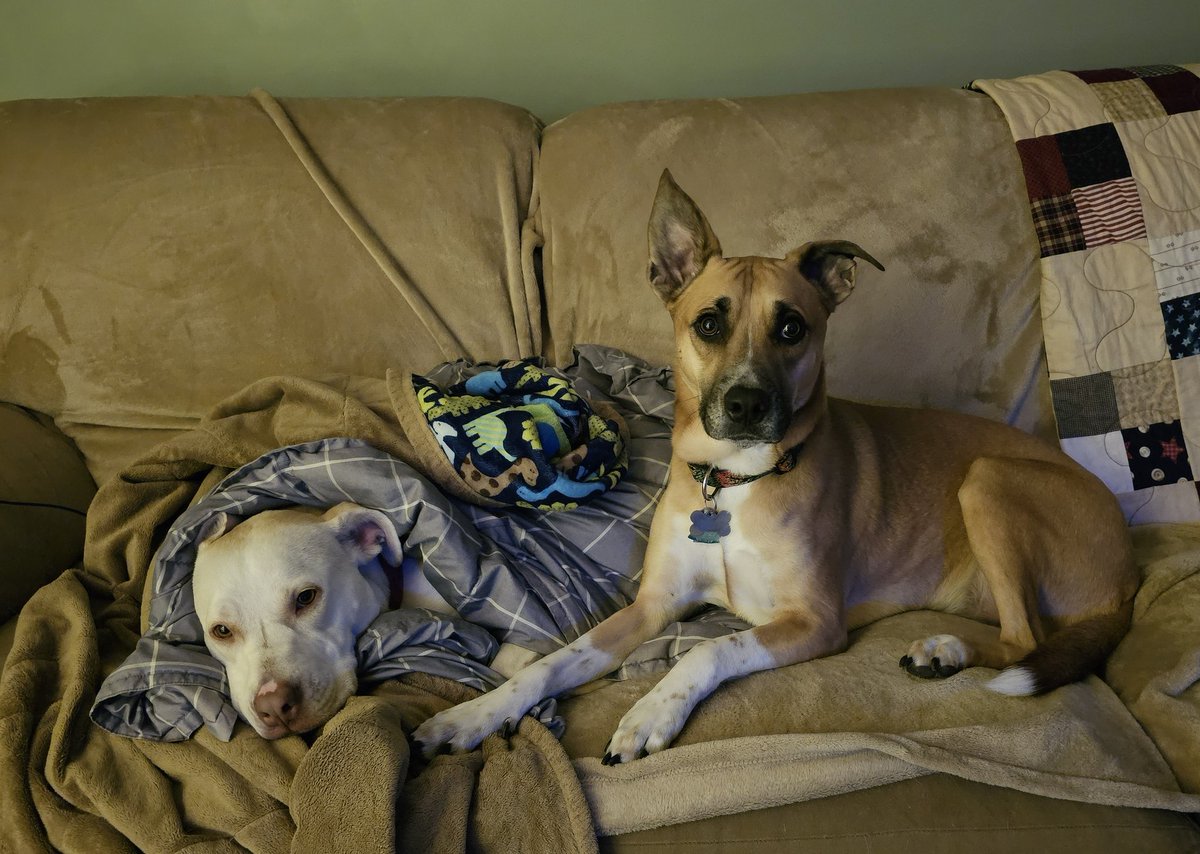 drnik46's tweet photo. My little elves. #DailyRio #RubyRoo #Rhubarb https://t.co/8mkuW4zmKB