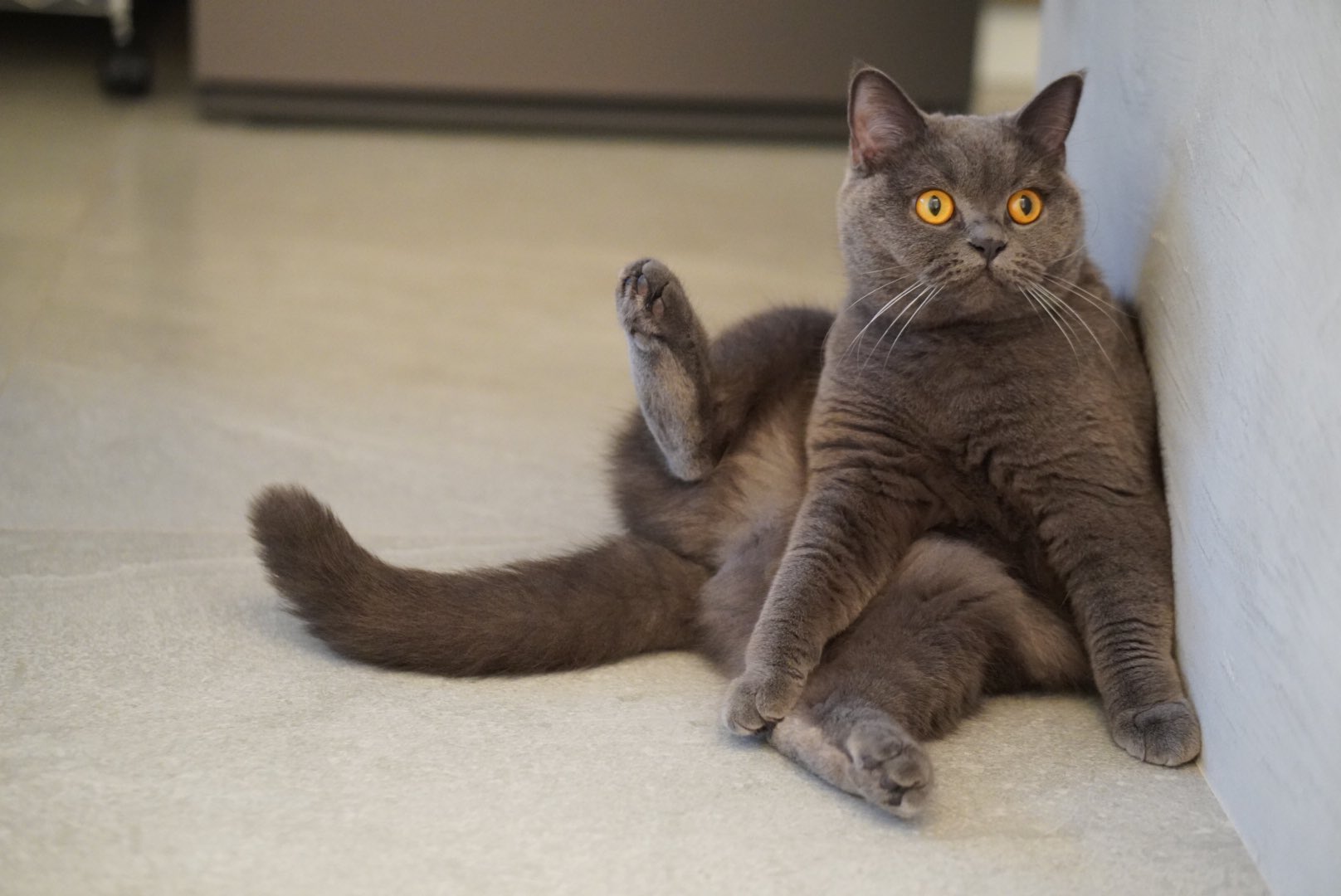 猫アレルギー氏 Hill's-Colgate (Japan) Ltd.