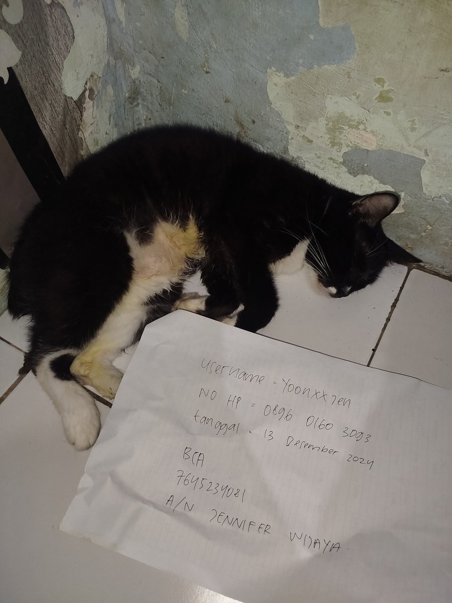 yoonjeeen's tweet photo. ‼️OPEN DONATION KUCING GAN‼️

(KINDLY HELP RT &amp; SHARE)

halo semua! kucing aku Gan. saat ini sedang terkena FLUTD hal ini membuat saluran pipis mampet sehingga dia tidak bisa pipis yg mengharuskan gan untuk memasang kateter dan di flushing secara rutin sehingga dirawat inap https://t.co/nbM4DkLp6b
