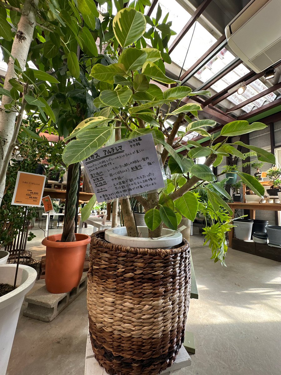 vistard777's tweet photo. 昨日観葉植物を買いに行きました🪴

植物の知識ありません😂
ただ…一目惚れで買いました

フィカスジンっていうみたい

そうだ💡名前をつけよう
ありきたりだけど…ジン🤣
大切に育てよう✨ https://t.co/gF3WvkNsmi