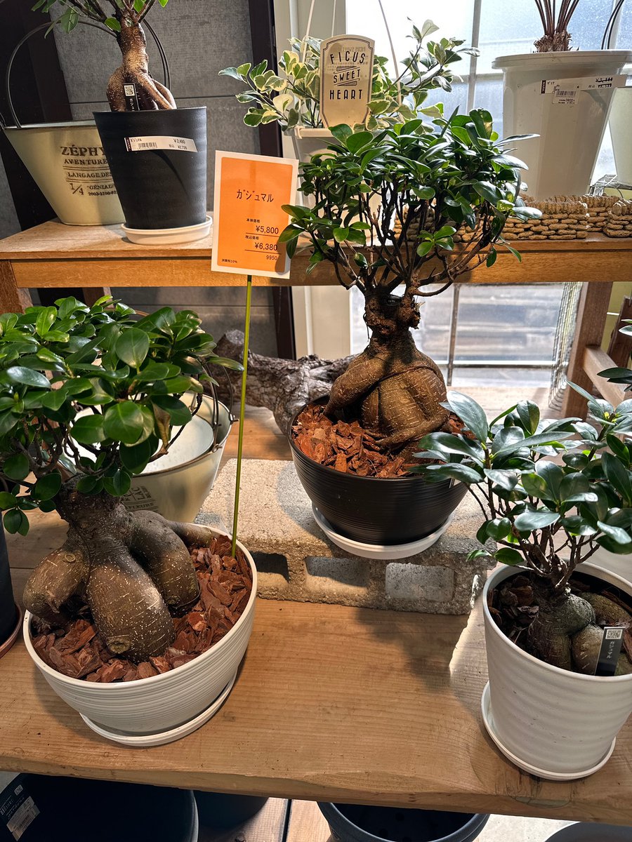 vistard777's tweet photo. 昨日観葉植物を買いに行きました🪴

植物の知識ありません😂
ただ…一目惚れで買いました

フィカスジンっていうみたい

そうだ💡名前をつけよう
ありきたりだけど…ジン🤣
大切に育てよう✨ https://t.co/gF3WvkNsmi
