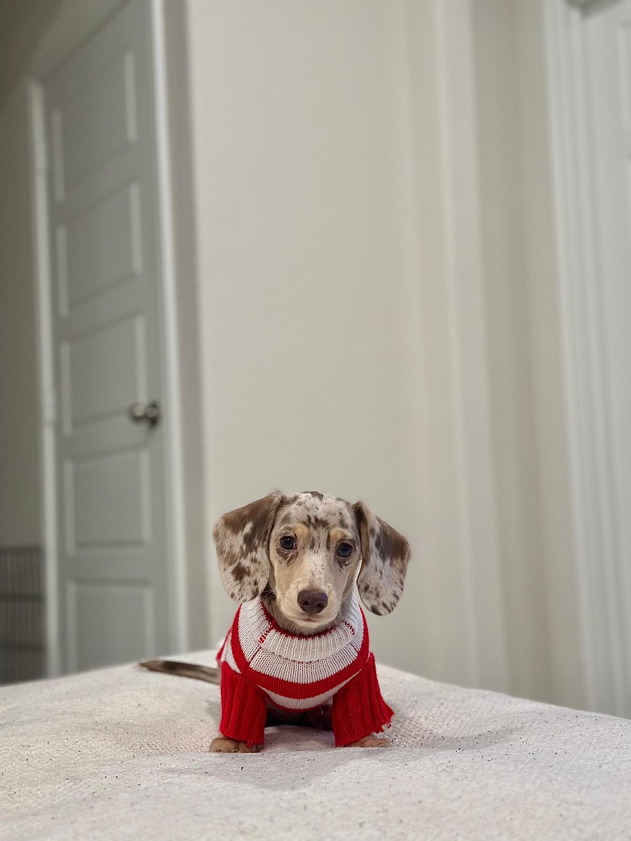 yonkelll's tweet image. Mi gordita ninda🥹🤍🎄