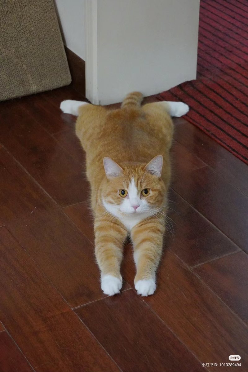 nocontextscats's tweet photo. Sploot https://t.co/PBt8wjOTlC