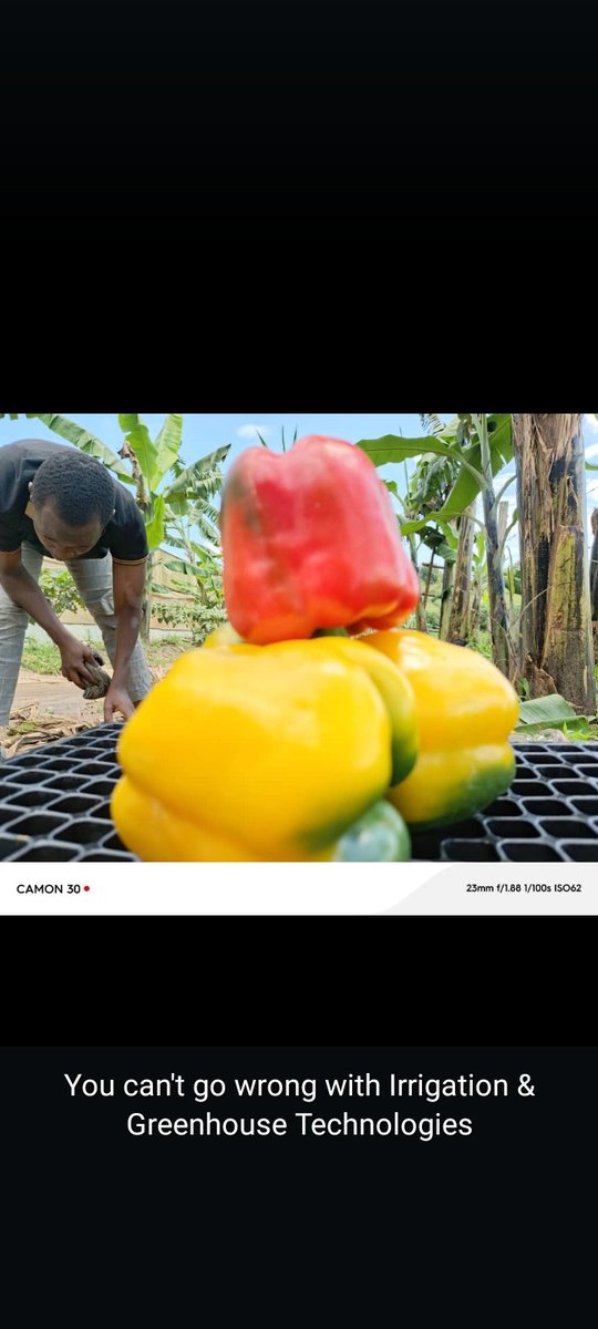 When things go right, you visit the market and speak will pocketing. <a href="/MasegoShamiru/">#Pharmer</a> <a href="/KigoziMaggie/">Maggie Kigozi</a> <a href="/MAAIF_Uganda/">MAAIF 🇺🇬</a> <a href="/FrankTumwebazek/">Frank K Tumwebaze,MP: Isaiah 41: 11</a> <a href="/aBiDevtFinance/">Agricultural Business Initiative (aBi)</a> <a href="/FAOUganda/">FAO in Uganda</a> <a href="/queridoAntonioL/">Antonio Querido</a>