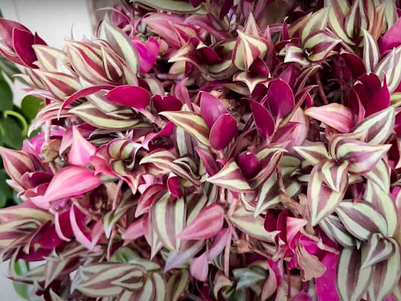 Ensure to maintain a consistent moisture level around the plant and provide organic plant food to keep it healthy and thriving.

Read more 👉 lttr.ai/AZg3S

#yard #garden #DIY