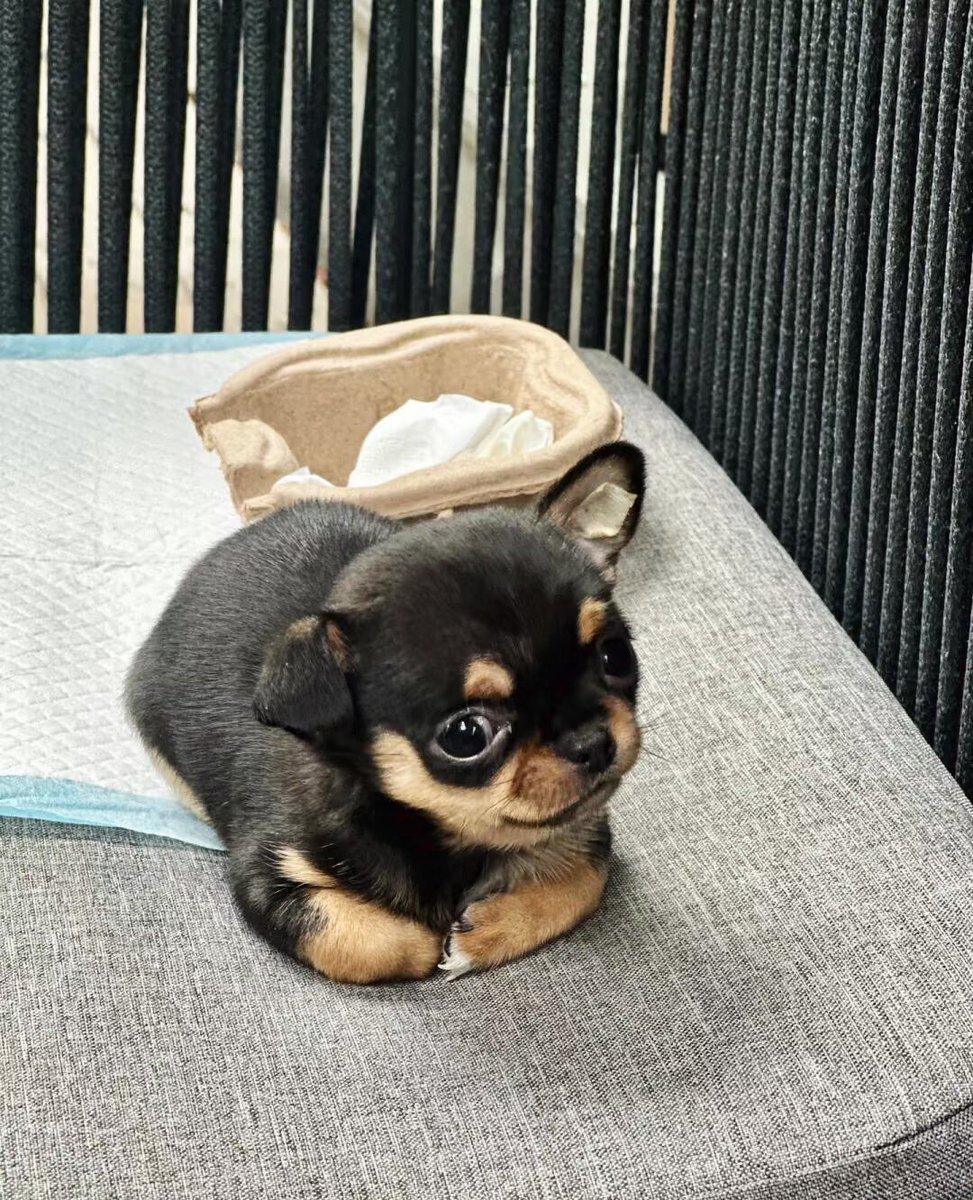 twaniimals's tweet photo. https://t.co/Kt3ZIrMXgy
