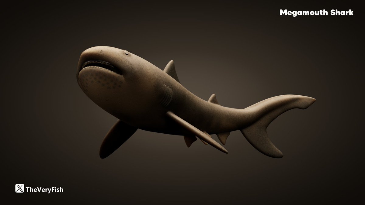 Megamouths must be some of the squishiest sharks out there.  

I've yet to touch one, but there's hoping!  

#ToyDesign #Shark #Megamouth #Squishy #ChaosCorona