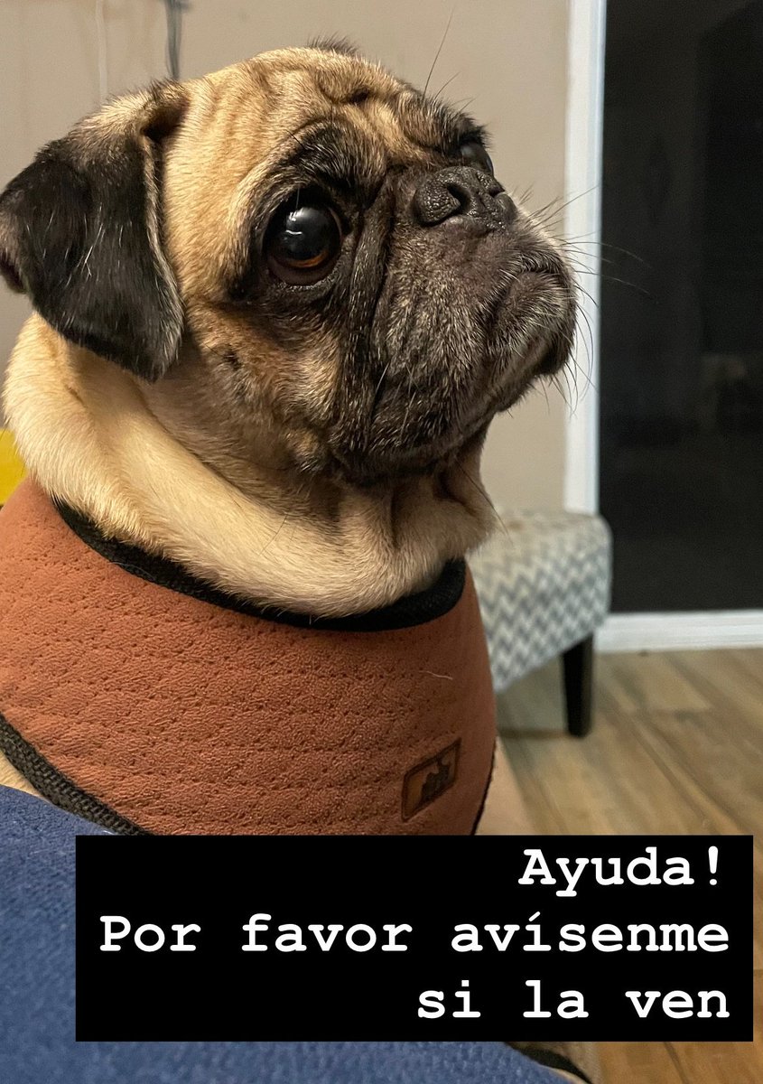 AlertaMePerdi's tweet photo. #PERDIDA #GUAYAQUIL
Nombre: #CLOI
Fecha: 01/12/24
Sector: Sur, Cdla. Huancavilca Sur
Sexo: Hembra
Raza: Pug
Obsv.: Pelaje color beige, orejas negras, canas alrededor del hocico
Contacto: 0982444239
SE OFRECE RECOMPENSA
¡Ayúdala a volver con su familia!
#AlertaMePerdí https://t.co/MrrxTxsSpI