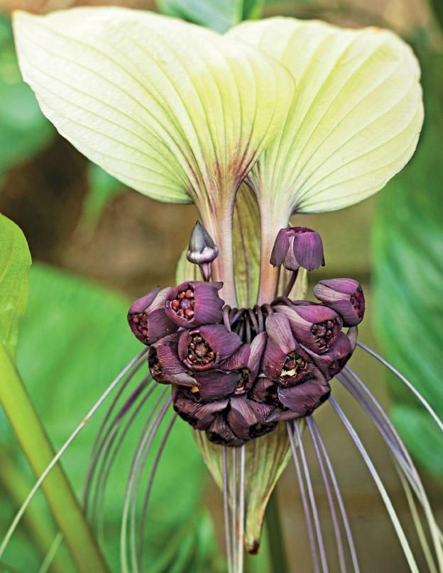 Untamedpath's tweet photo. "Behold the enchanting Bat Flower (Tacca chantrieri), a true marvel of nature! With its bat-like shape and long, whisker-like filaments, it's a captivating sight in any garden. #batflower #nature #darkbeauty #rareblooms #gothicgarden" https://t.co/xFig9ou5qJ