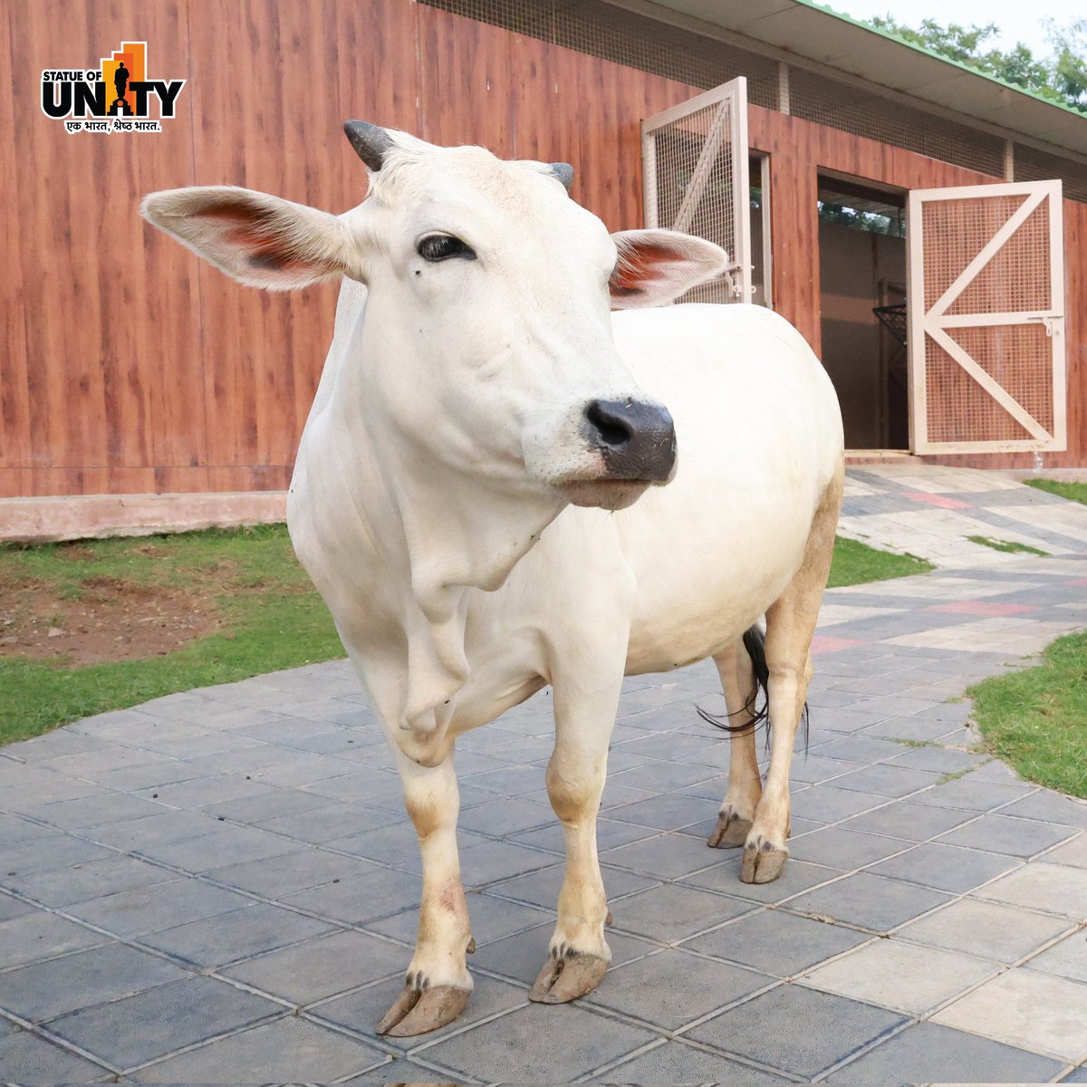 souindia's tweet photo. Discover the charm of nature at #PetsZone at #StatueOfUnity
Where small animals and exotic birds await. Explore and book your tickets now at https://t.co/NZkZsmjiQw #150YearsOfSardarPatel https://t.co/NsJ9BMKAle