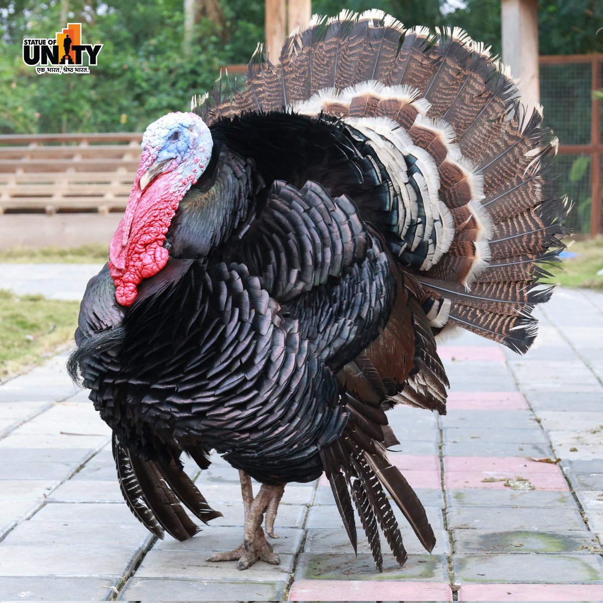 souindia's tweet photo. Discover the charm of nature at #PetsZone at #StatueOfUnity
Where small animals and exotic birds await. Explore and book your tickets now at https://t.co/NZkZsmjiQw #150YearsOfSardarPatel https://t.co/NsJ9BMKAle