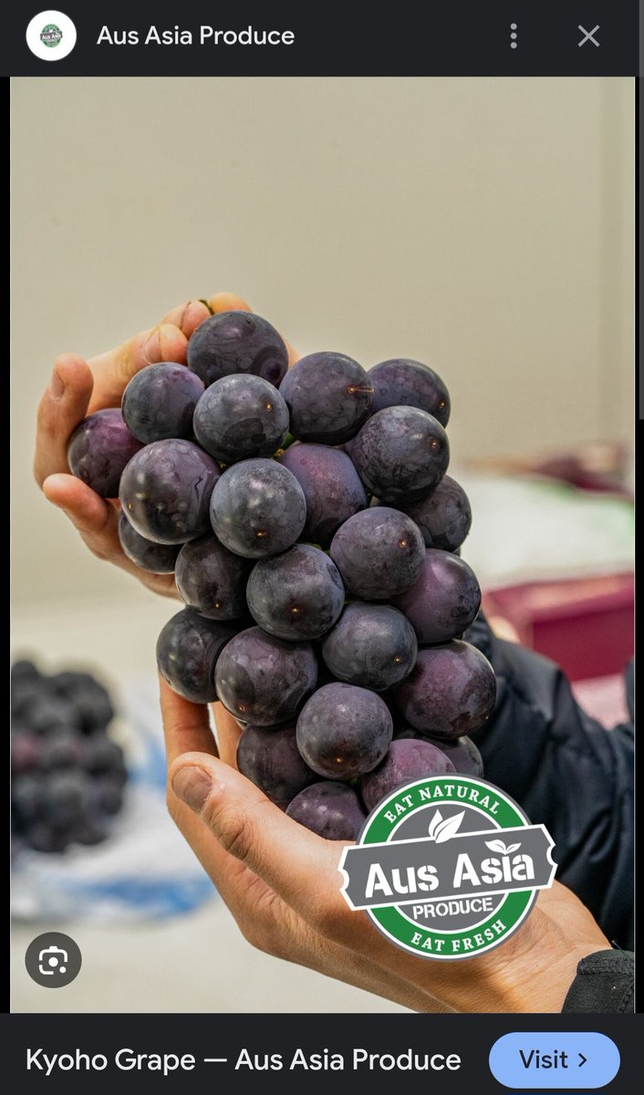 WinemakerConnor's tweet photo. @Applelovinbard (🦜- Yeah, table grapes in general tend to be huge!! But the Kyoho grape was:

-1) larger than grapes I'm familiar with IRL and 

-2) shared the same bitter skins as their wine-making cousins, making them suitable to share here :)

Your grapes are this big though???

(cont'd) ) https://t.co/xuDOa799cU