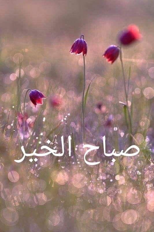 world_salami's tweet photo. اللهم رحمتك وعافيتك تُحيي بها قلوبنا وتغسل بها همومنا وتُذهب بها أوجاعنا. #صباح_الخير 🦋🕊️ https://t.co/Dgovqtl9Lz
