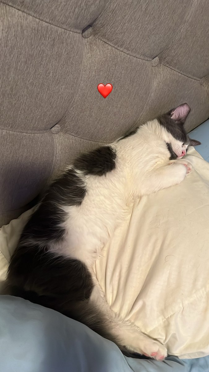 _MonteRosa_'s tweet photo. My baby boy https://t.co/oAKKe9C2Sc