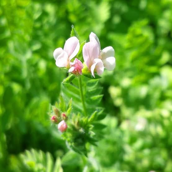 Roberto Busi tweet media