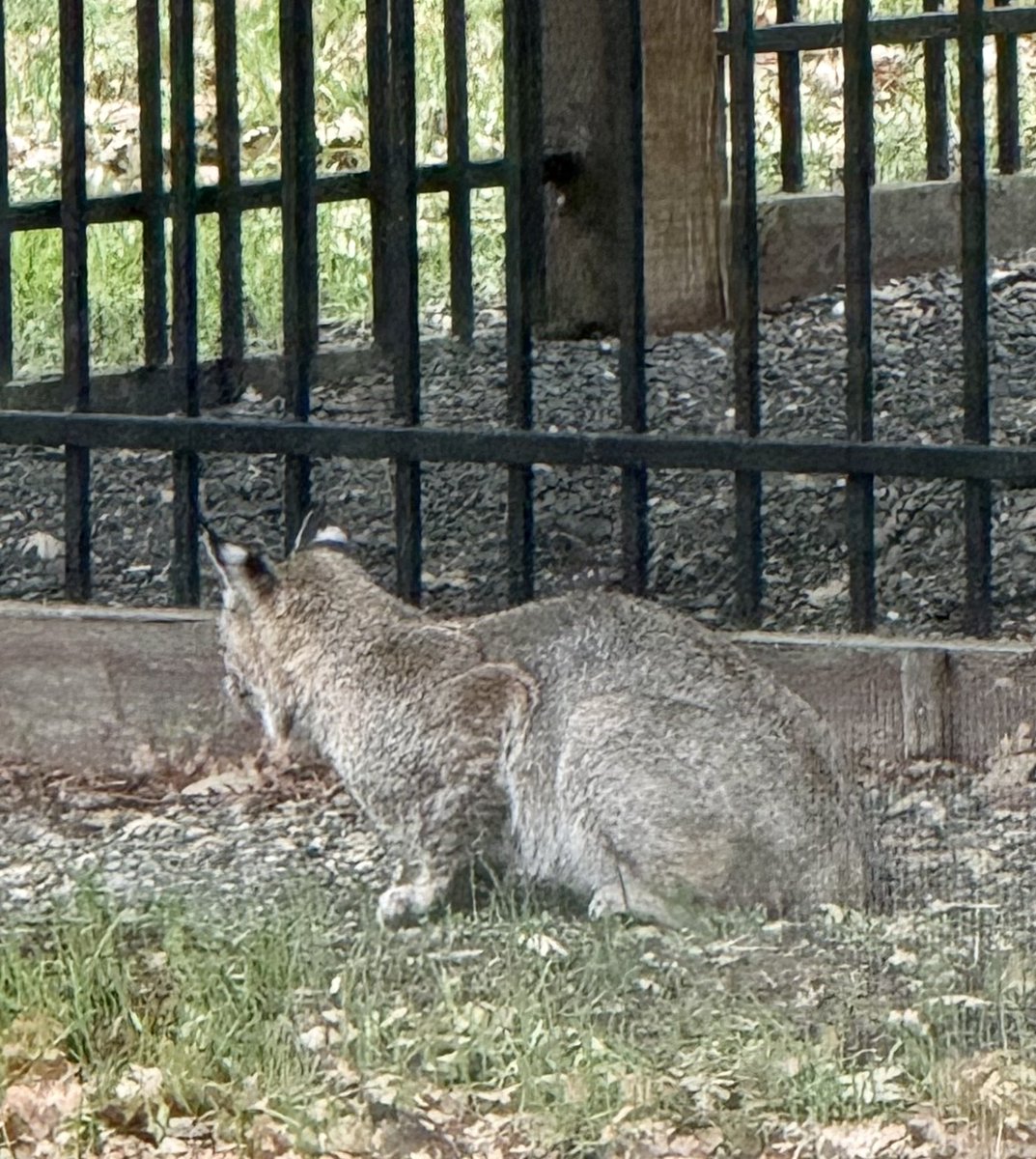 ReverbDesign's tweet photo. @SaveMountDiablo Some White Gate  #Alamo #Bobcats hanging in our yard by the #MountDiablo South Gate Road base… Beautiful #Cats. 🐆  #bigcat #bayarea #wildlife #nature https://t.co/gflN91V3Xj