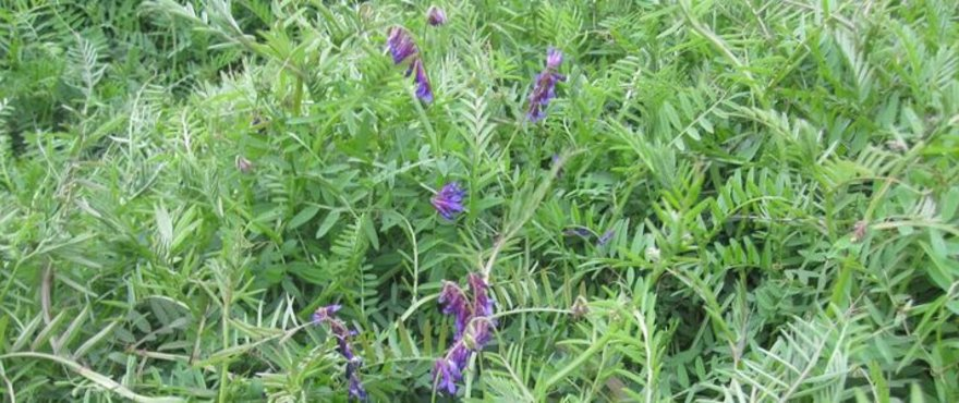 Roberto Busi tweet media