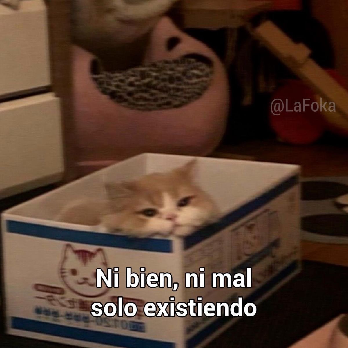 GatitoDepresion's tweet image. 