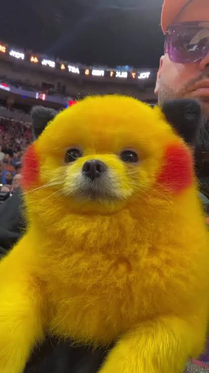 Crypto_rusky's tweet photo. This pikachu dog is funny and cute lol #dikachu
BZkdSnomdAVE3SFKz4Hcz8fbWSuNd7rXb1qvvAP2pump https://t.co/mAkqxbnAah