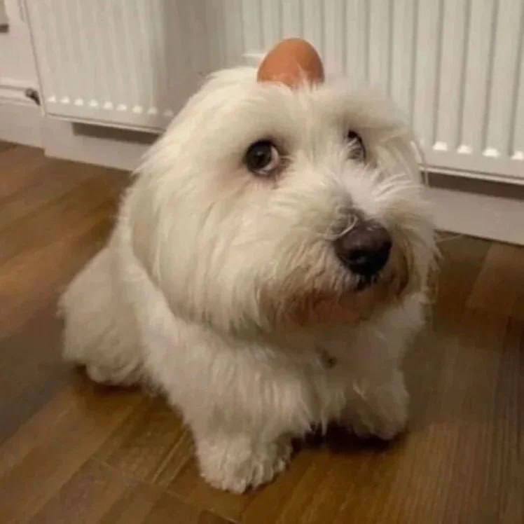 🐶2 SOLANA GIVEAWAY!🥚

Mechanics: 

1. Create a video using [<a href="/Hailuo_AI/">Hailuo AI (MiniMax)</a>](hailuoai.video).

2. Be sure to use the "Dog with Egg on Head" image for your video!

3. Post it on TikTok &amp; use these hashtags:  
#egg #eggdog #eggsolana #dogs
#ai #minimax #hailou #hailuo #fyp