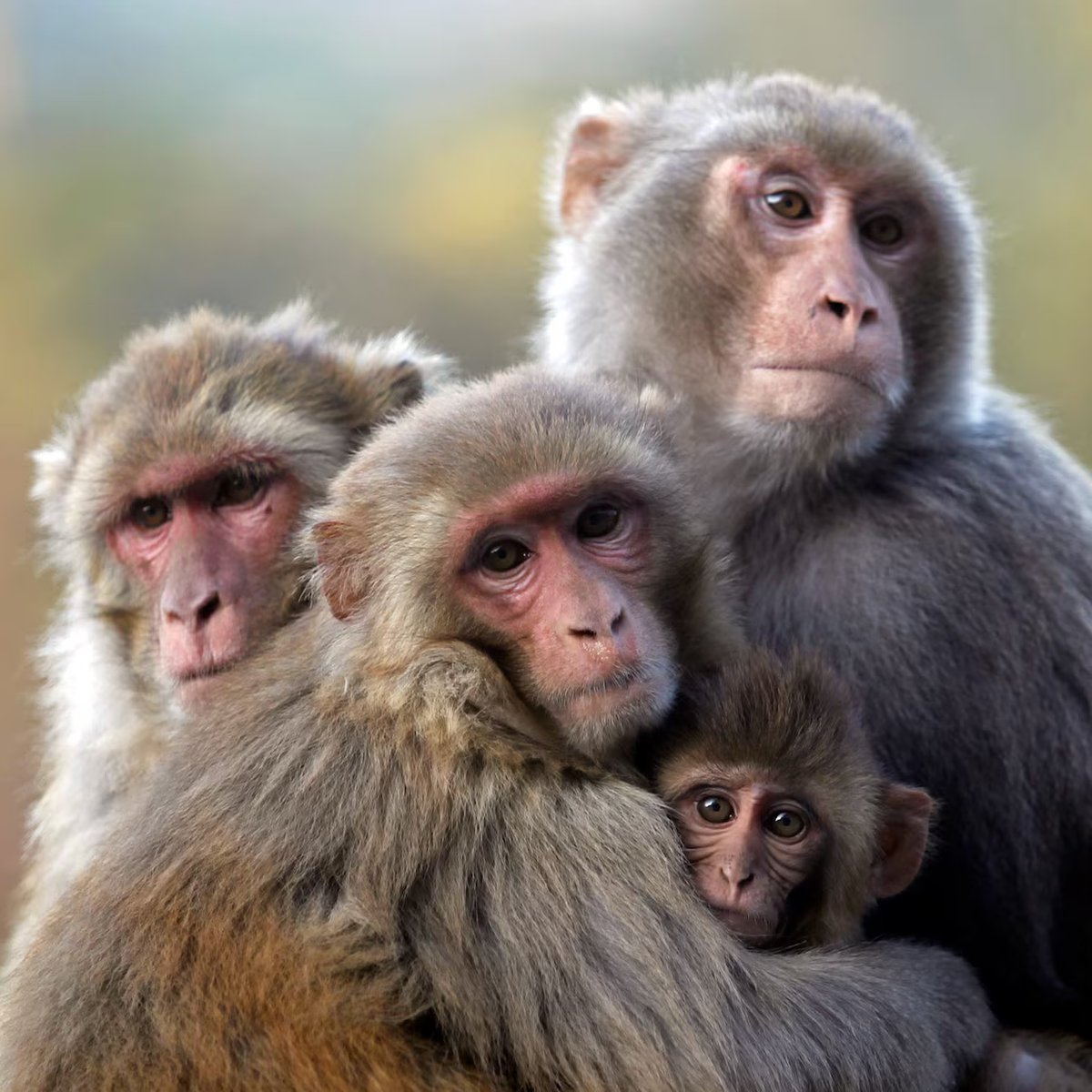 Bugün, Dünya Maymun Günü.