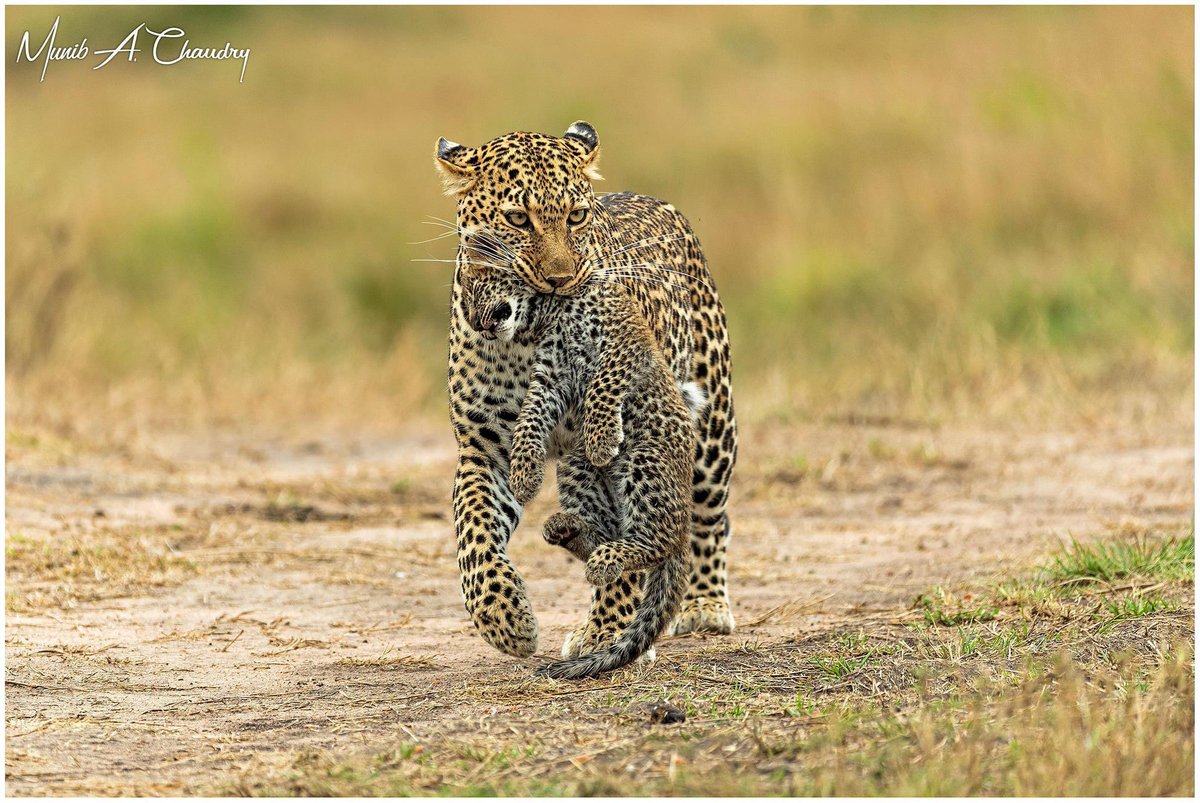 Female African Leopard with her cub moving dens, photographed in Maasai Mara Game Reserve, Kenya. 
#wildlife #photography #NaturePhotograhpy #leopard #canonphotography