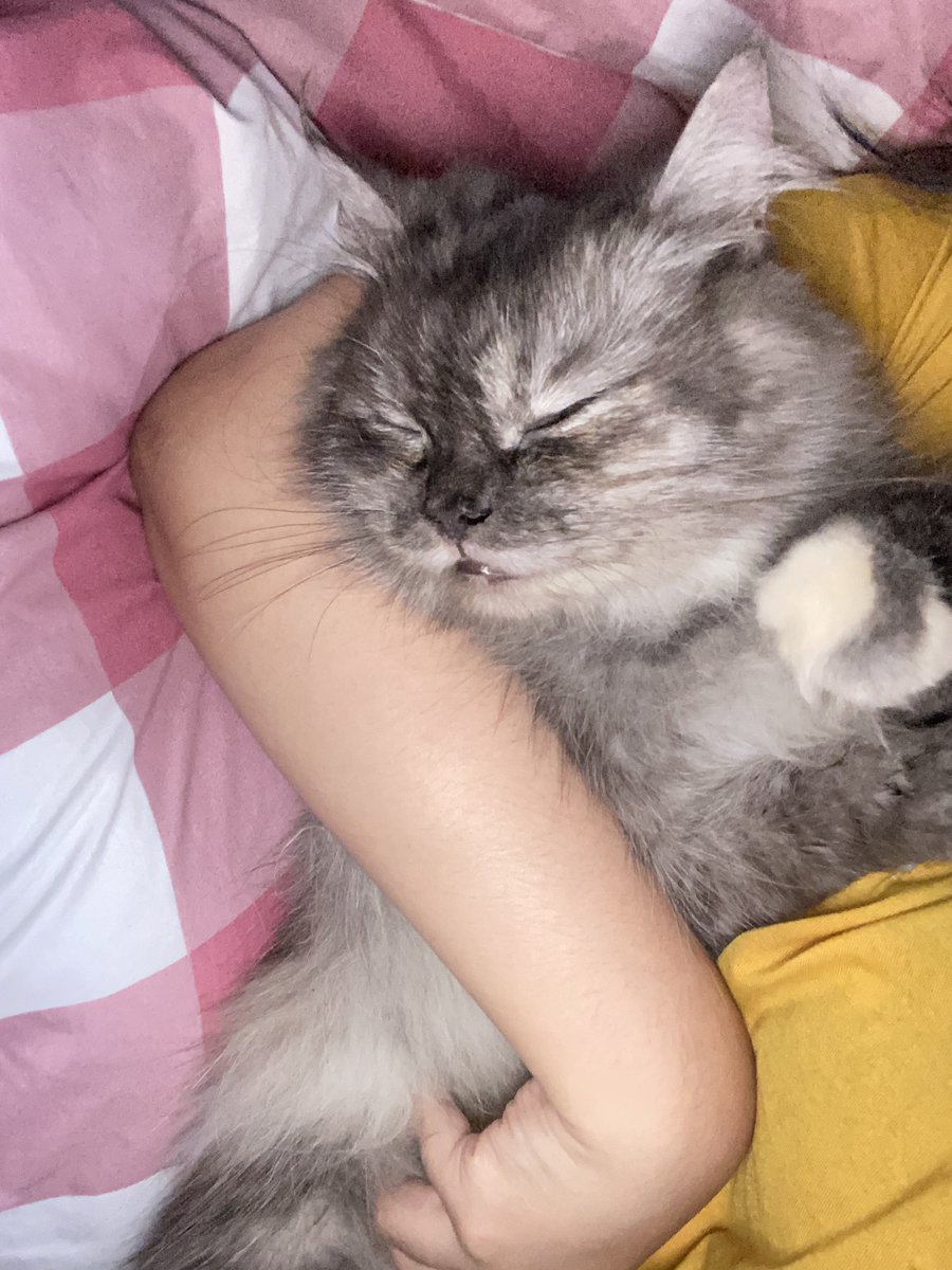itskyllia's tweet photo. @kochengfs ih sama mana kuat aku pasti lgsg ku gangguin😂😂 https://t.co/oYuR6O7eXD
