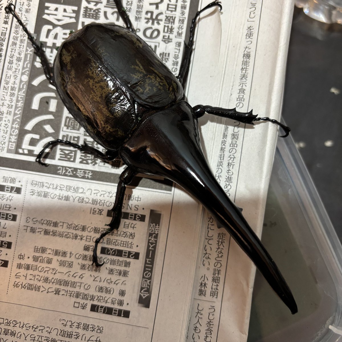 いきなりプレ企画発動😁

見た目は綺麗ですが内翅は片方だけカットしてあります。
こんな子でもいいよってフォロワー様が居ましたらプレゼント致します
送料だけ負担して下さい

フォロワー様限定
応募者多数の場合は抽選になります
12/17日締切
#拡散希望
#ヘラクレスオオカブト