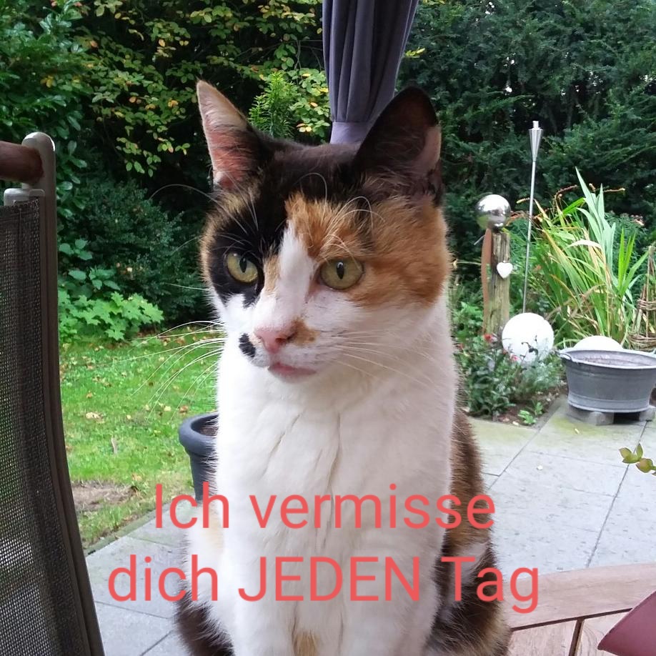 herrinangel1503's tweet photo. Heute morgen habe ich etwas Gutes getan und an das Katzenhaus und die Tiertafel gespendet. Ich würde mich sehr freuen wenn ihr unseren besseren Menschen, den Tieren auch helft.Und wenn es nur 2€ sind.
#helfttieren #tiertafel #tierheim #futterspende #herzfürtiere #tierliebe https://t.co/e40kzNraTS