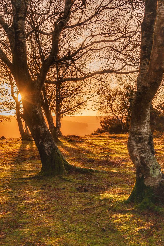 Love bare branches against a sunrise 💫 

#newforest #trees #sunrise #december
