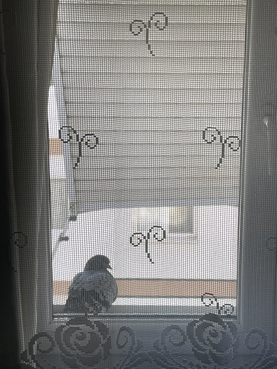 Görünelden rengigülde hüsnüdilberden eser
Bülbül avazı uyutmaz bağbanı her gice 

Gülün renginde sevgilinin güzelliğinden işaret göründüğünden beri bülbülün sadası bahçıvanı her gece uyutmaz