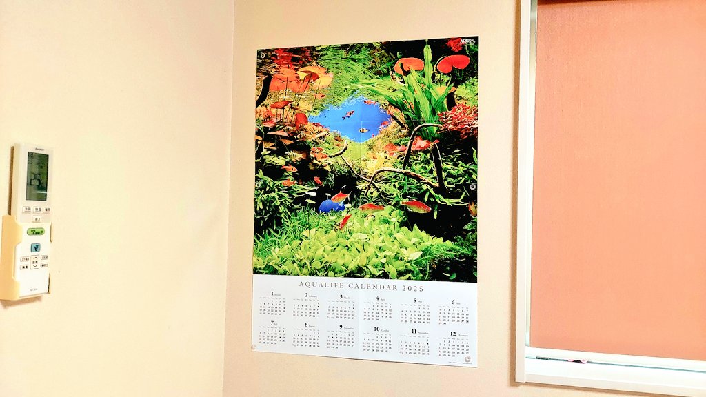 dorche2021's tweet image. 私もショップでゲットしてきました❗今月号のアクアライフ📖

@Paleatus2 さんが書かれた記事が掲載されていたのを熟読👓️。リキ博士、勉強になりましたm(__)m。付録は来年のカレンダーを表にして貼ります🎵

あと昨日のトールマンTVで紹介されたこれも購入。早速使ってみよう❗

#アクアライフ
#com2