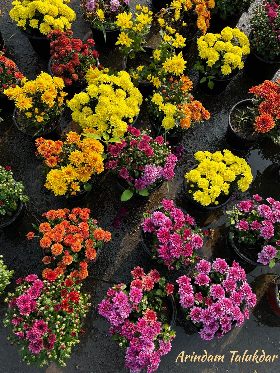 Seasonal bloom at home.