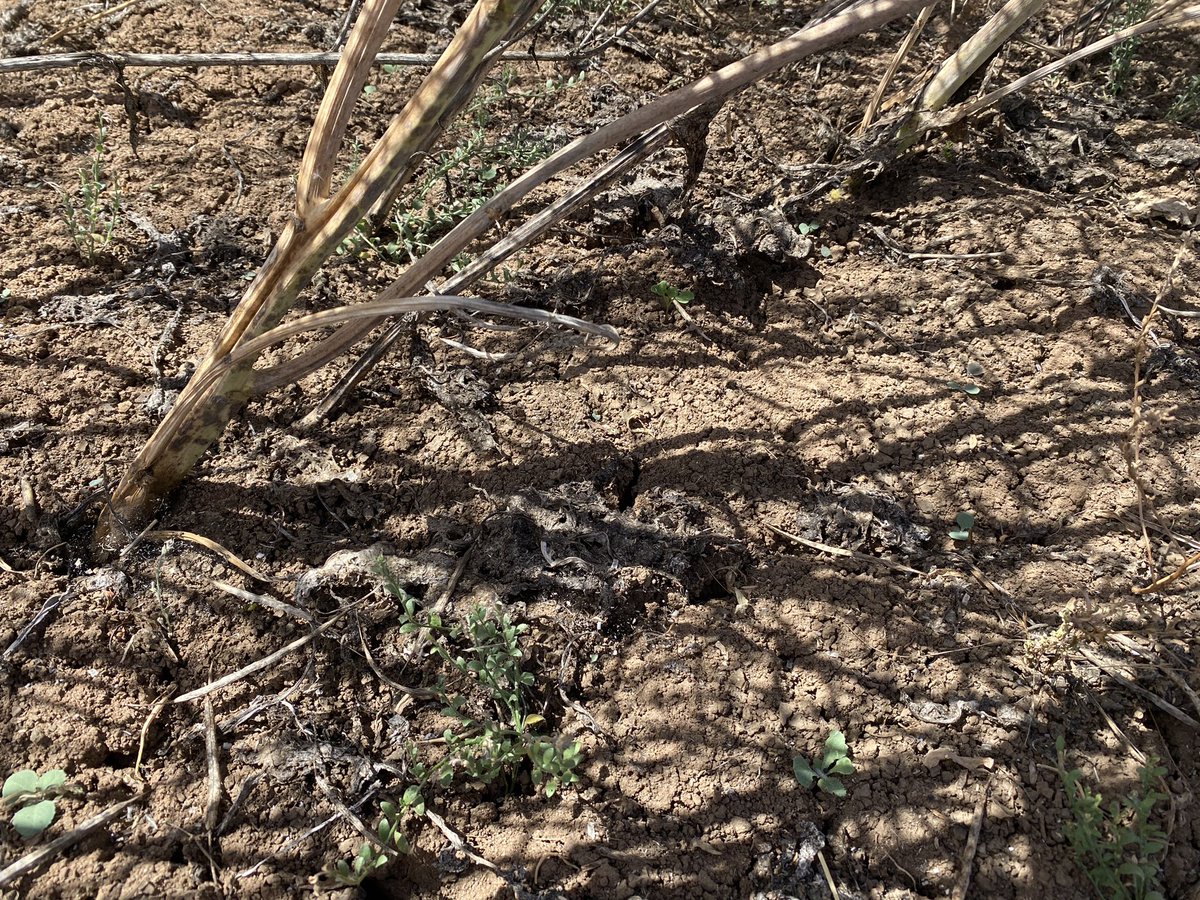 Bec Marshall tweet media