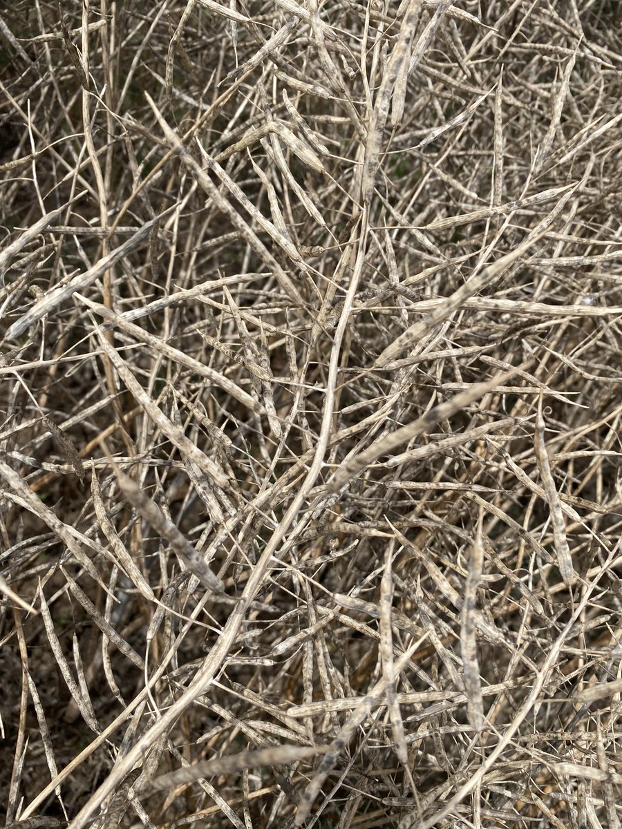 Bec Marshall tweet media