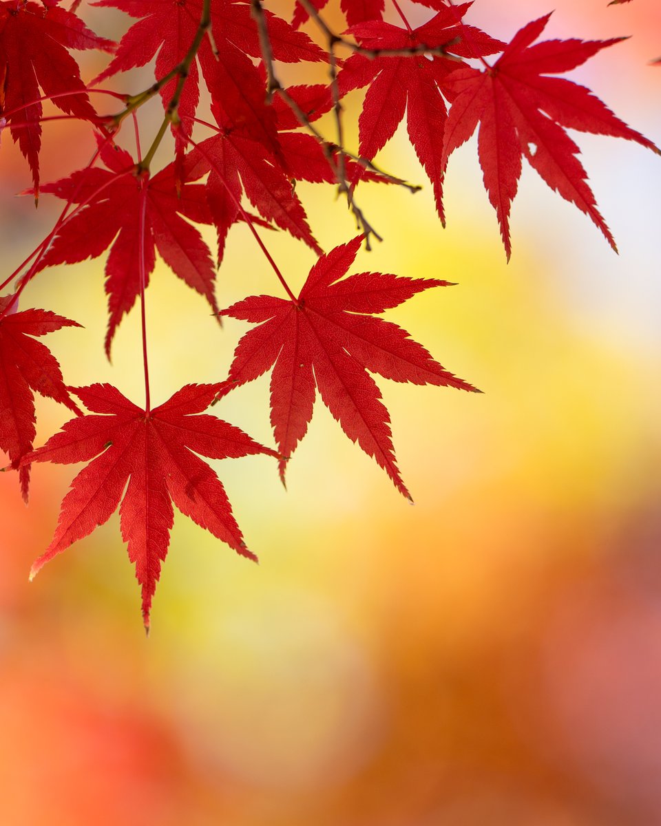 viewfindertokyo's tweet photo. 秋色
#紅葉 #もみじ
#写真 #カメラ #photograghy #camera #sony #α7IV #FE70200GM2 #写真好きな人と繋がりたい #カメラ好きな人と繋がりたい #キリトリセカイ #ファインダー越しの私の世界 https://t.co/cylQZKjRAi