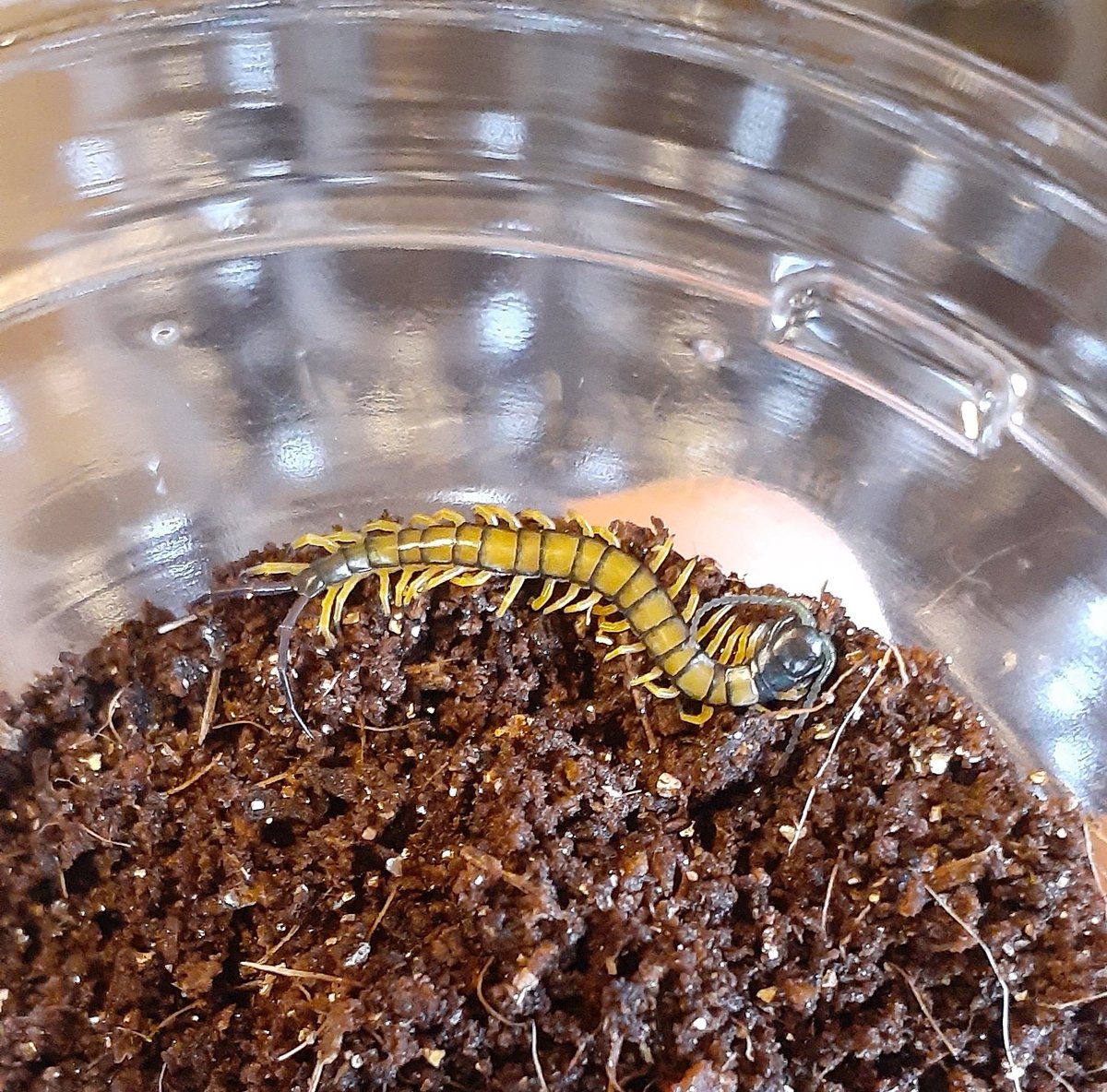 ハイナンブラックタイガーレッグ Scolopendra hainanum 