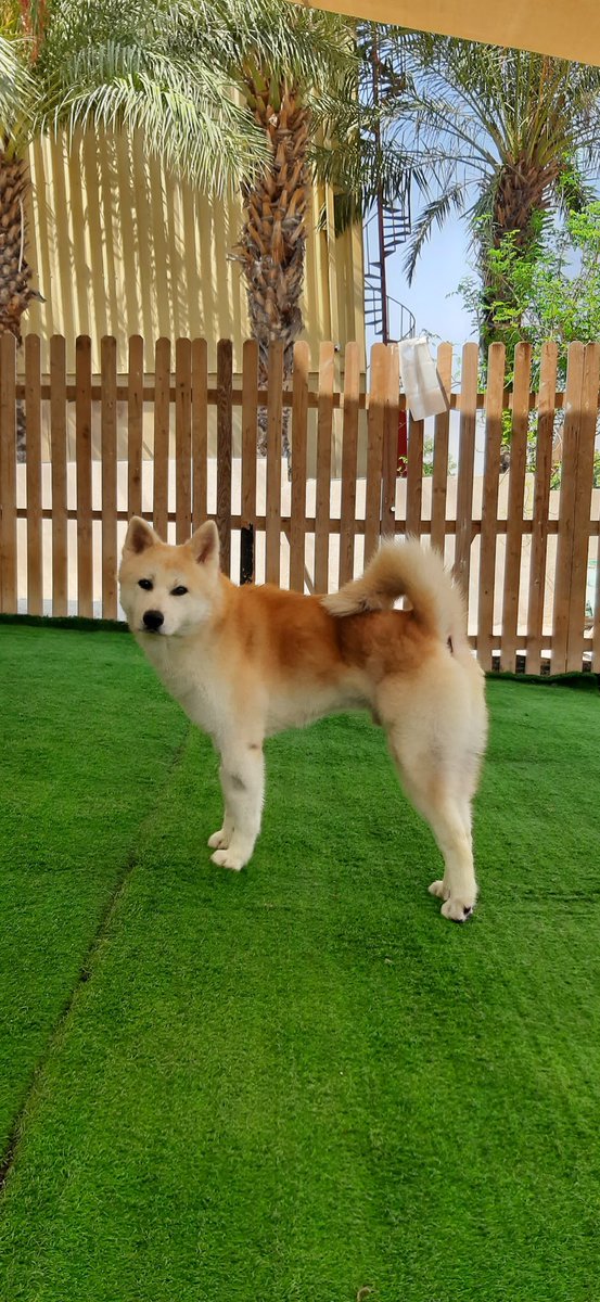 Grumpy boy. Handsome boy. Good boi. ♥️