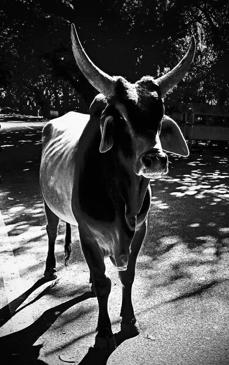 वास्तविक अर्थों में यह छाया चित्र का उम्दा उदाहरण है। फिल्मकार गुरुदत्त की शैली में लाइट एंड शेड और राज कपूर साहब को याद करें तो कट लाइट-- इन दोनों फिल्मकारों की फिल्मों में इन रोशनी और कालिमा का अनूठा प्रयोग किया गया है।