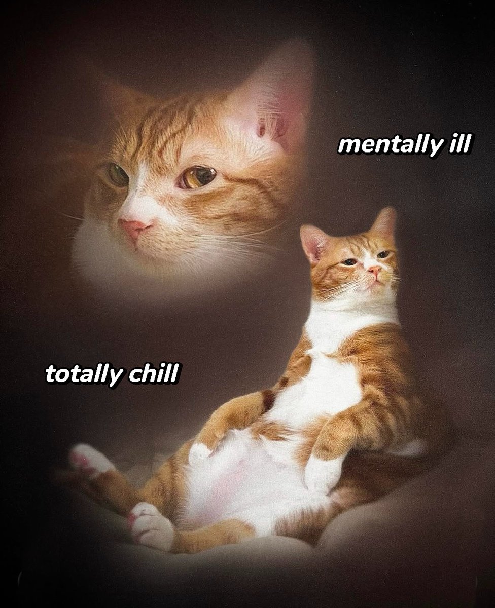thecatesthetic's tweet photo. https://t.co/Y2hsTCPqzG