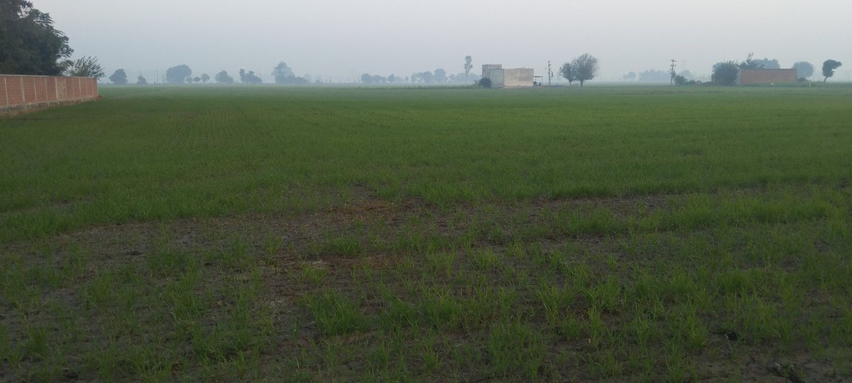 RickyPessi's tweet photo. @shubhamtorres09 Village Issra (tehsil dhuri , district sangrur) punjab. Date of pic 13 December 24
#wheat_fields🌾 https://t.co/CmMEWauWLl