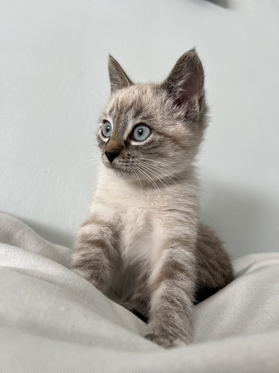 CdeCarloti's tweet photo. Lía 😻 https://t.co/oSEDuM4C40