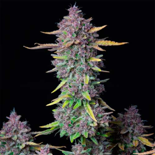 CraftBreeders's tweet photo. 🔥 PRODUCT SPOTLIGHT!!! 🔥

NEW CB DROP AND BREEDER!!!

Purple Punch

From our friends at TerpkingandFlowerPower 
@Terpking39 

Get YOURS today here https://t.co/EQlwzLrLpK

https://t.co/mpuFDmgebU , come on home... the fire is VERY hot!!!
🔥🔥🔥🔥🔥🔥

Thanks~CB

#Mmemberville #growyourown #stoners #cannabisismedicine #hemp #craftbreeders #420 #Genetics #WeedTwitter