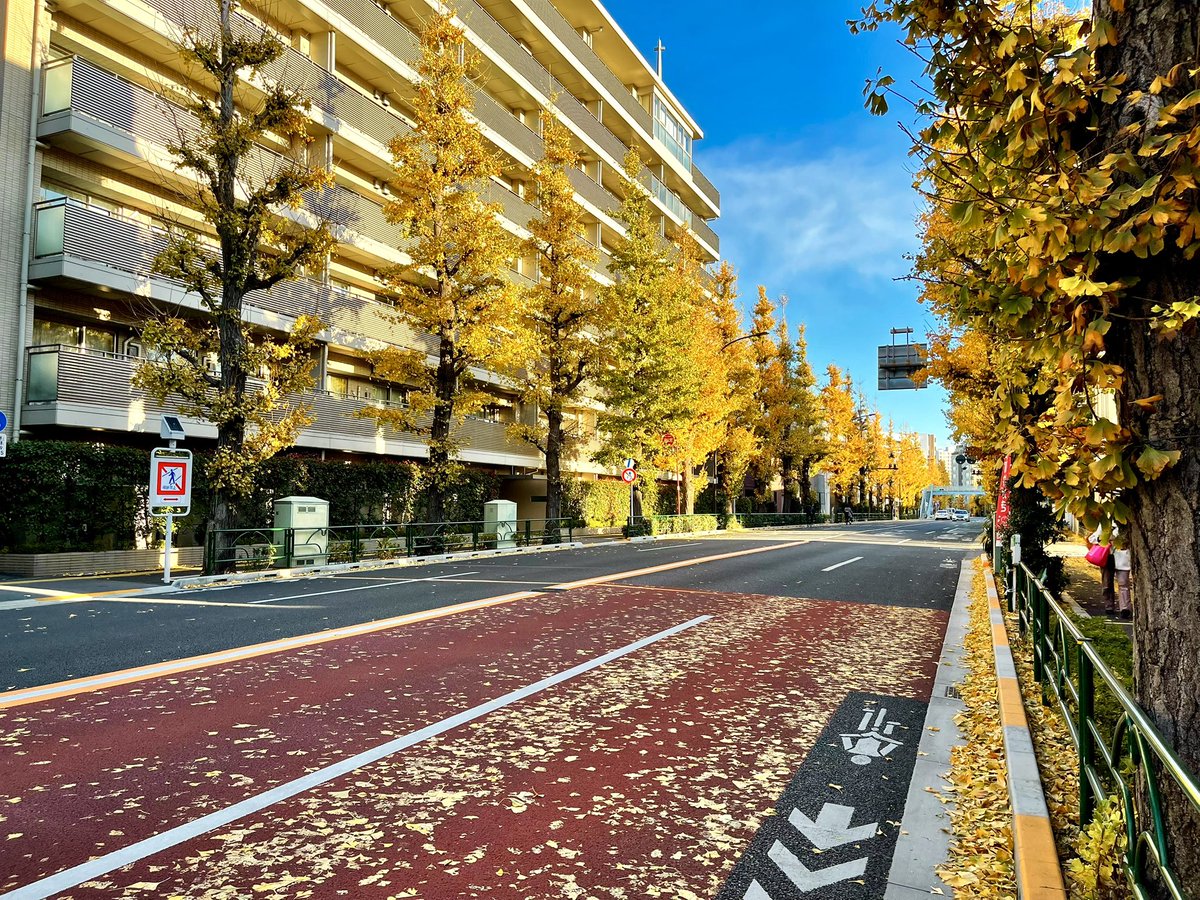 目白台が、1年で1番綺麗なのは、銀杏の散る日。風が吹くのは、今日か明日かまだ先か。